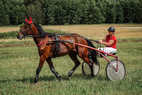 Rikšotāju zirgu sacensības “Kotiņu kauss